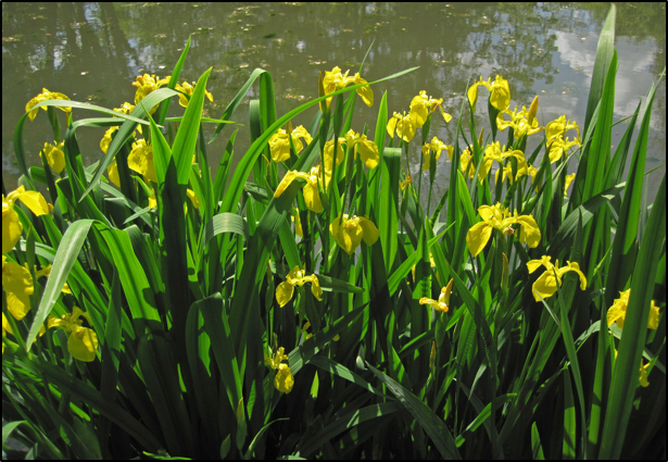 Drapeau Iris