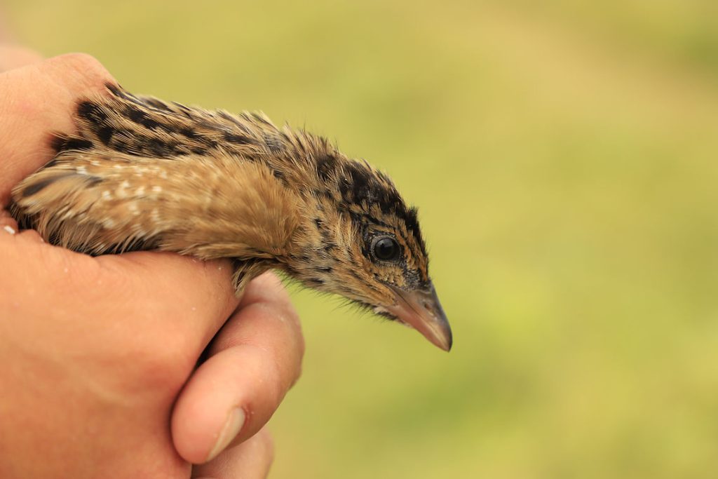 Corncrake being held