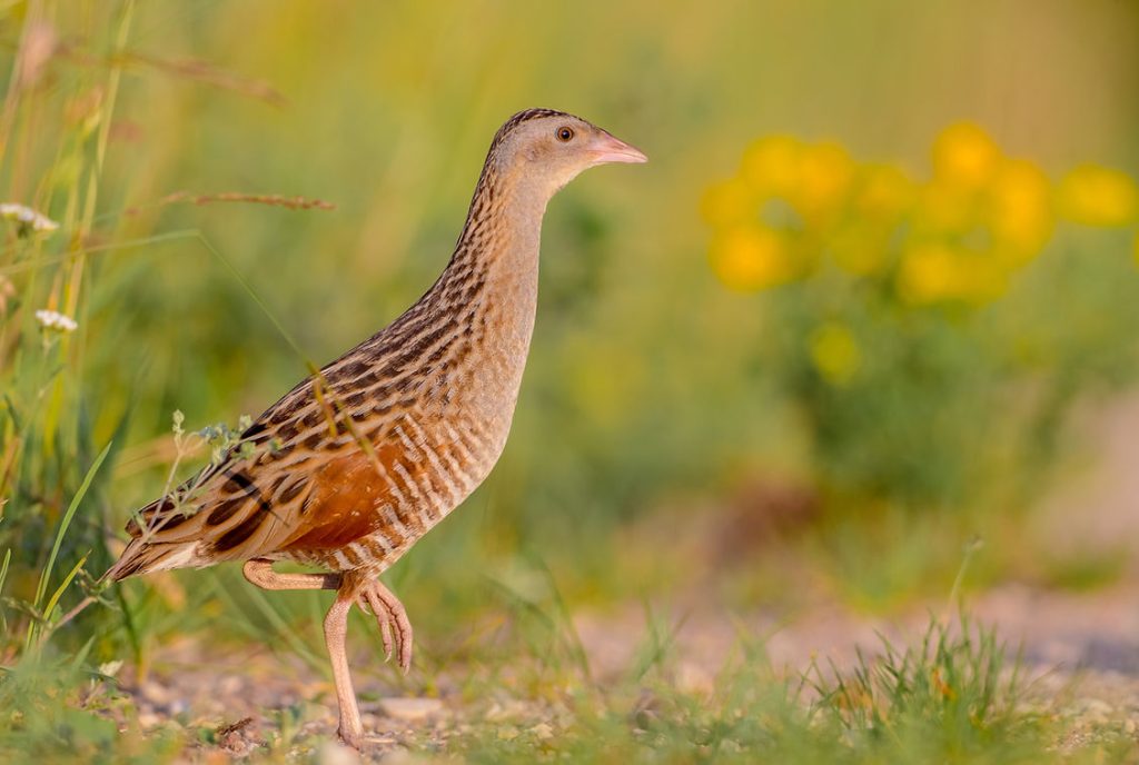 Corncrake