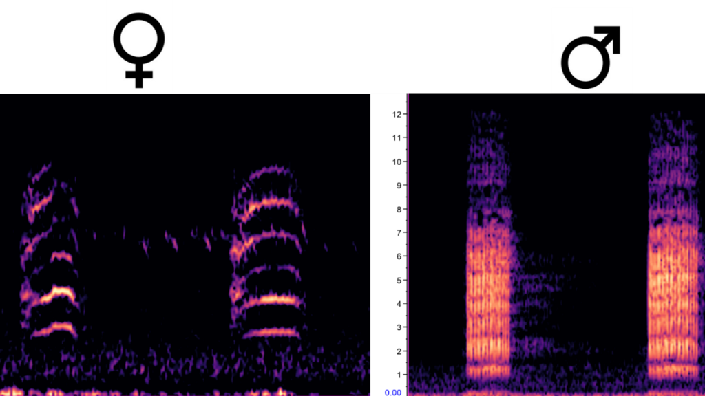 Mail and Female Spectograms