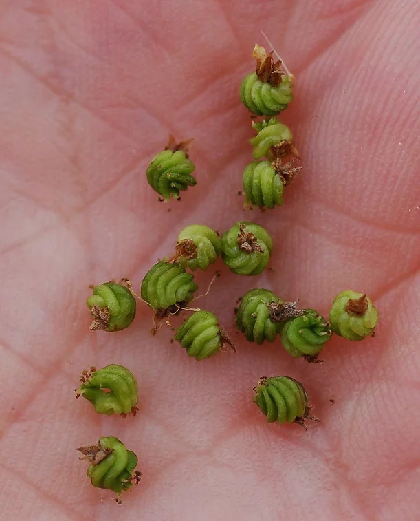 Meadowsweet Seeds
