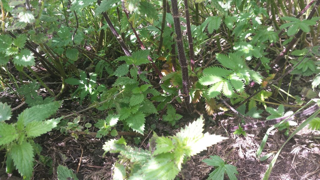 Nesting Cover in this case Nettles