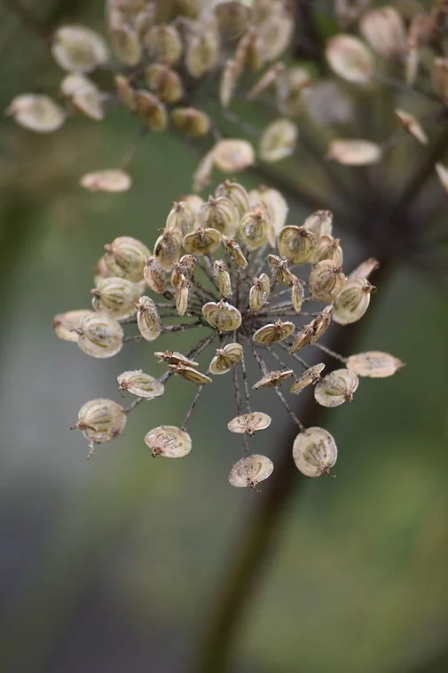 Cow Parsley Seeds