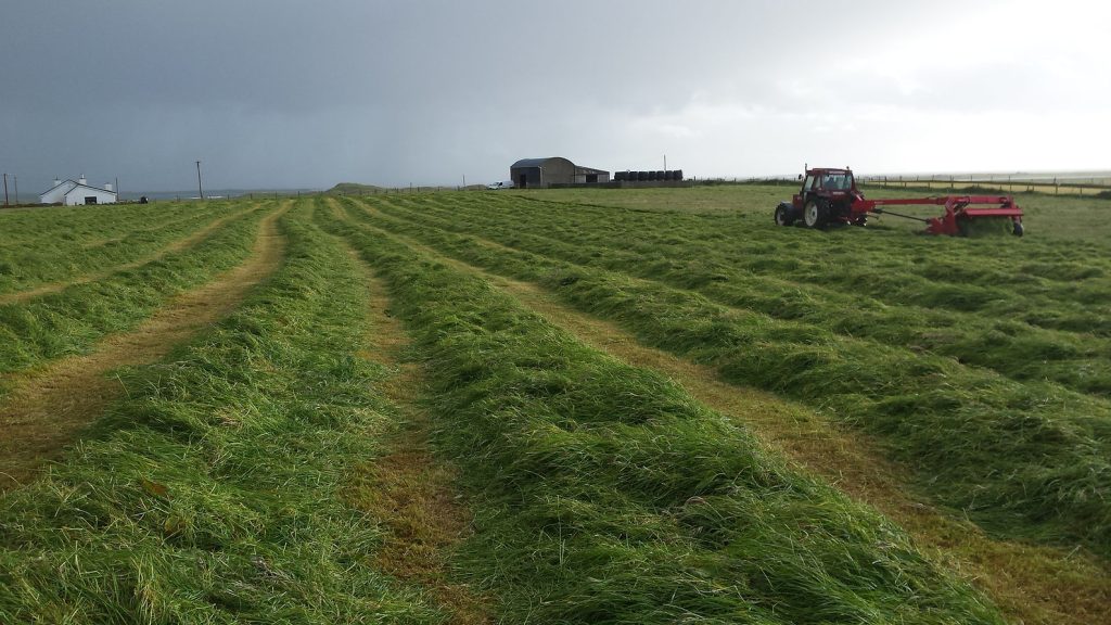 Traktor mäht Gras