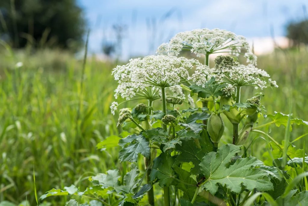 Hogweed