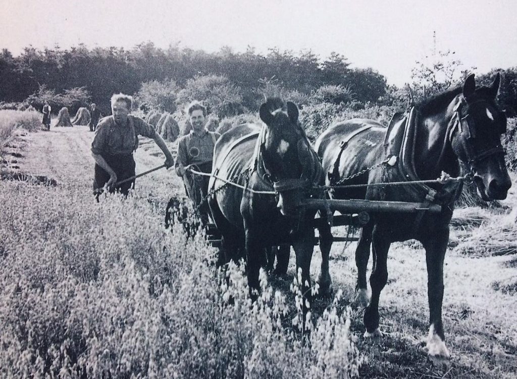 Les chevaux