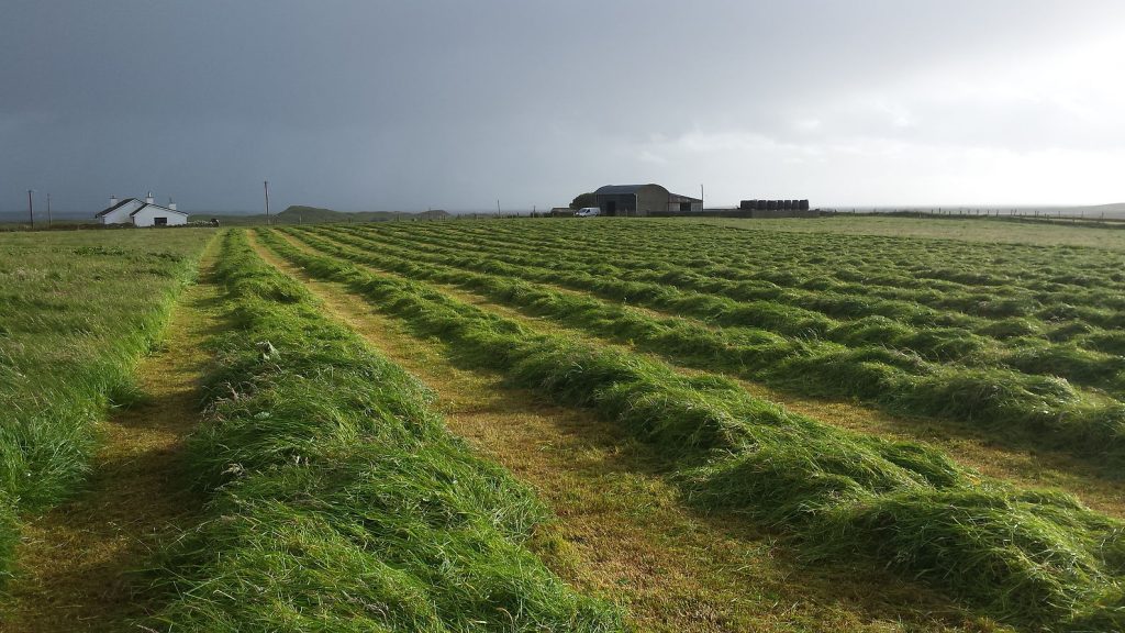 Traktor mäht Gras