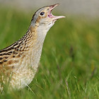 Corncrake Calling