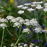 Cow Parsley