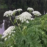 Hogweed