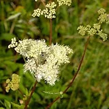 Meadowsweet