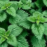 Nettles