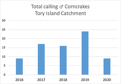 Total Male Calling Corncrakes - Tory Island