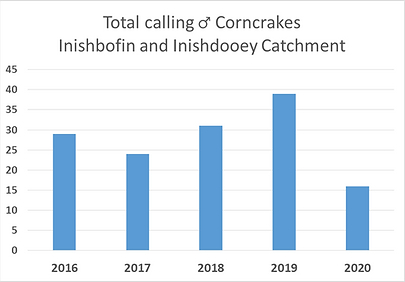 Total Male Calling Corncrakes - Inishbofin & Inishdooey