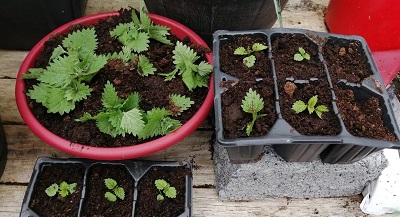 Some potted & unpotted nettles.