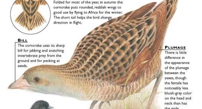 Corncrake Anatomy