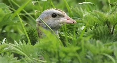 Corncrake in a field of greenery