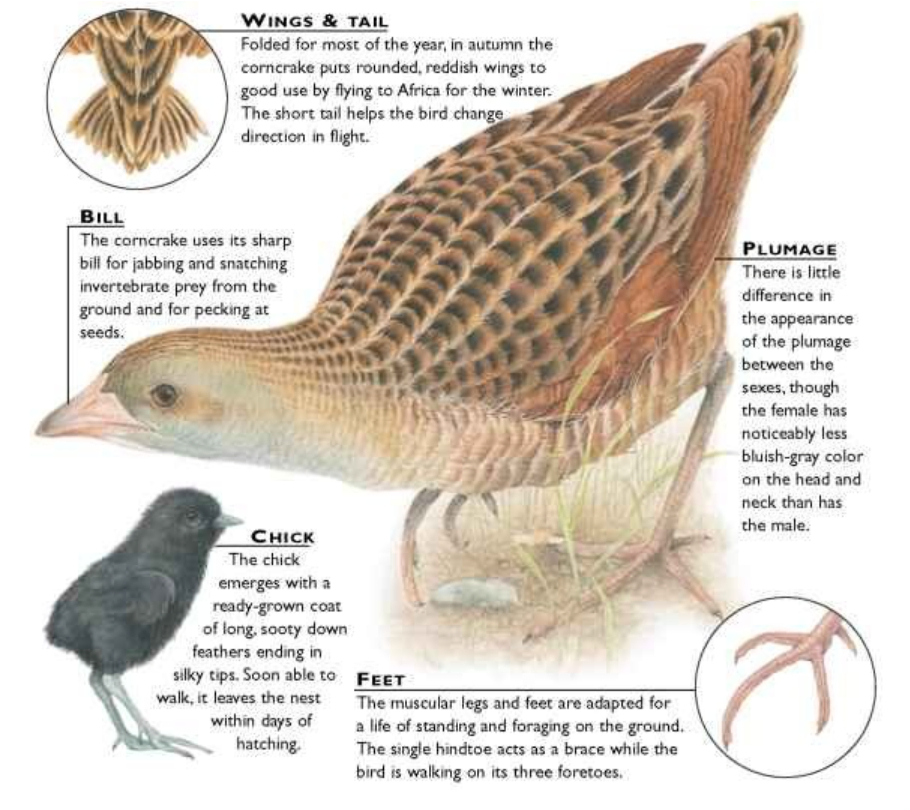 Corncrake Anatomy