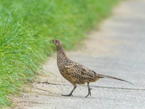 Hen Pheasant