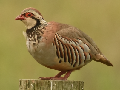 Red-legged Partridge